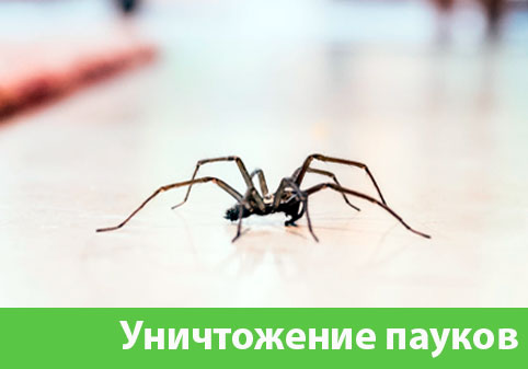 Избавиться от пауков в городе Бийск