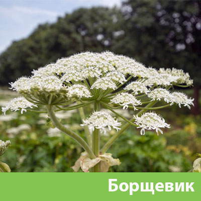 Борщевик в Бийске