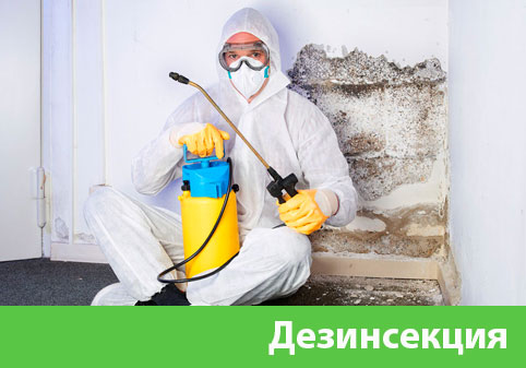 Дезинсекция в городе Бийск