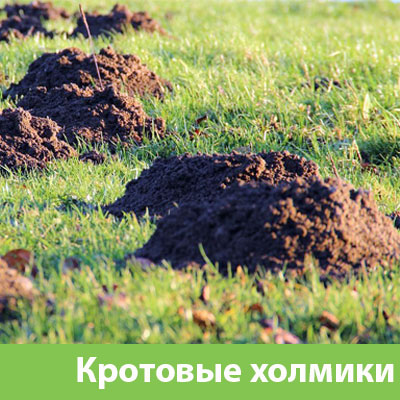 Кроты на участке в Бийске