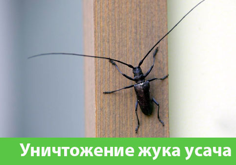 Обработка от жука усача в городе Бийск