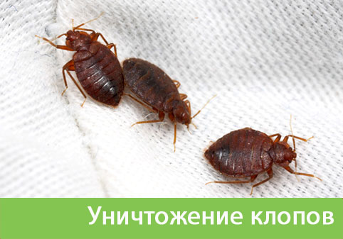 Уничтожение клопов в городе Бийск