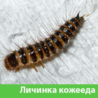 Личинка Кожееда в Бийске