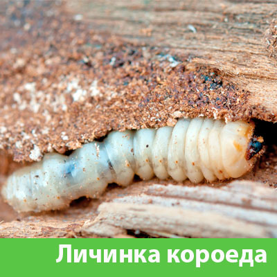 Уничтожение личинок короеда в Бийске