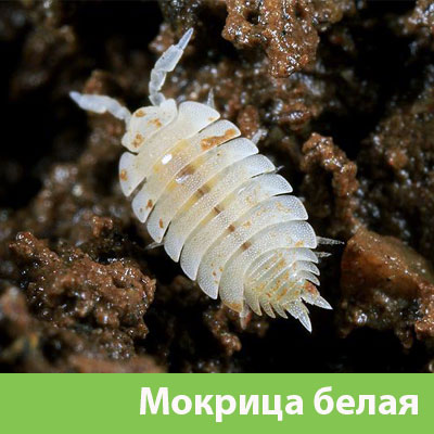 Мокрица в Бийске фото