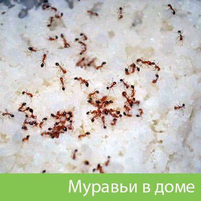 Муравьи в доме в Бийске