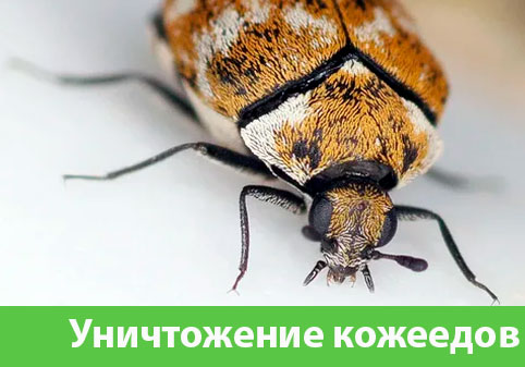 Обработка от кожееда в городе Бийск 
