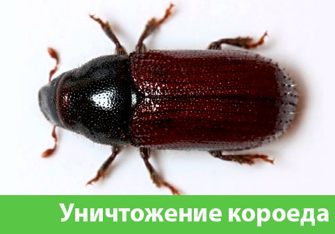 Обработка от древоточца в городе Бийск