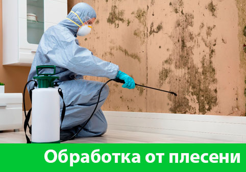 Обработка от плесени в городе Бийск