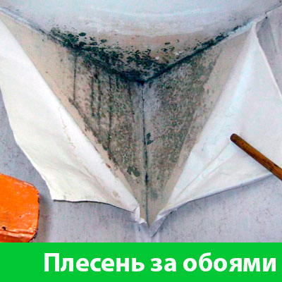 Удаление плесени в Бийске