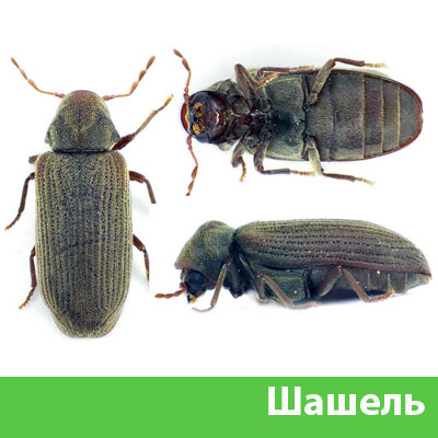 Обработка от шашеля в городе Бийск