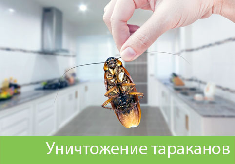 Уничтожение тараканов в городе Бийск