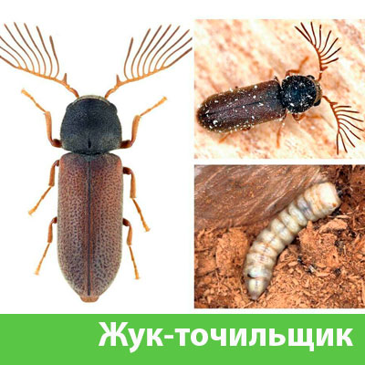 Уничтожение точильщика и личинок в Бийске