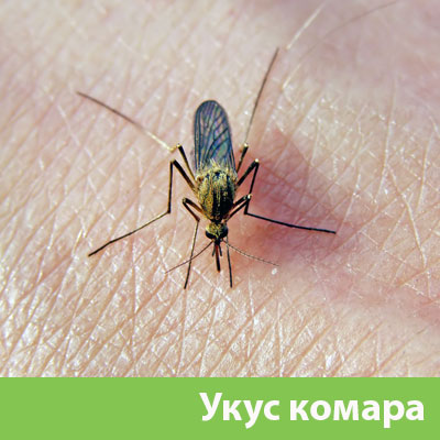 Укусы комаров в Бийске