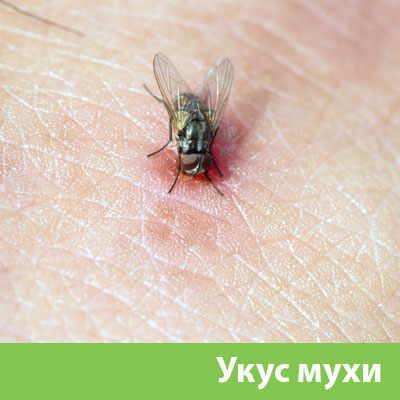 Уничтожение мух в Бийске