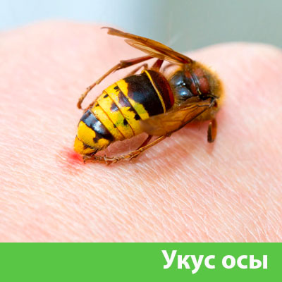 Профессиональное уничтожение ос и шершней в Бийске