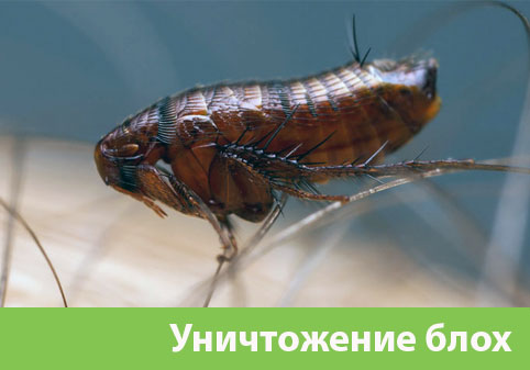 Уничтожение блох в городе Бийск
