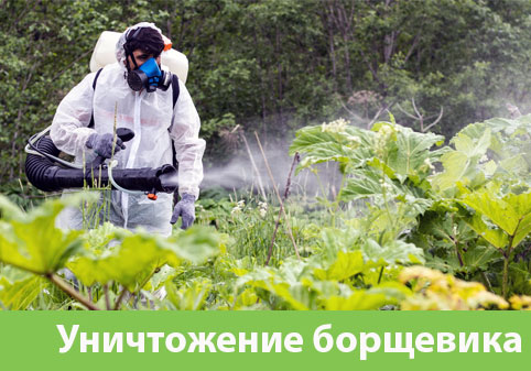 Уничтожение Борщевика в городе Бийск