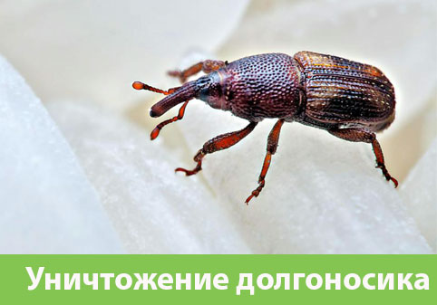 Уничтожение долгоносиков в городе Бийск