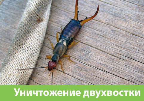 Уничтожение двухвостки в городе Бийск