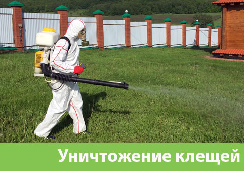 Уничтожение клещей в городе Бийск