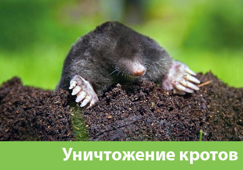 Уничтожение кротов в городе Бийск