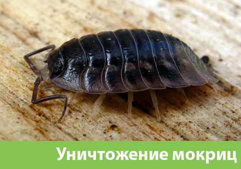 Мокрицы в квартире в городе Бийск