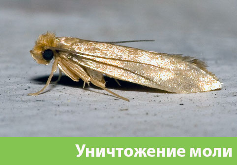Уничтожение моли в городе Бийск 