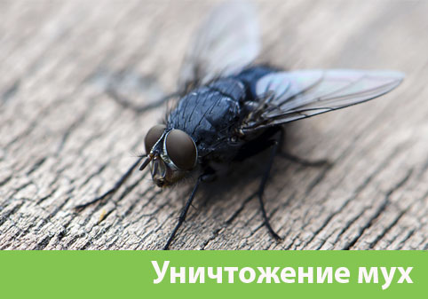 Уничтожение мух в городе Бийск