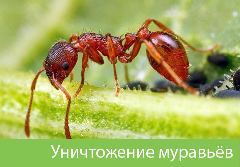 Уничтожение муравьёв в городе Бийск