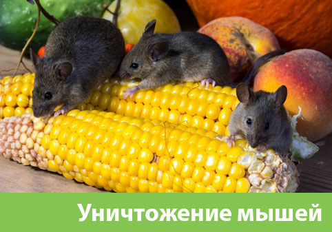 Уничтожение мышей в Бийске