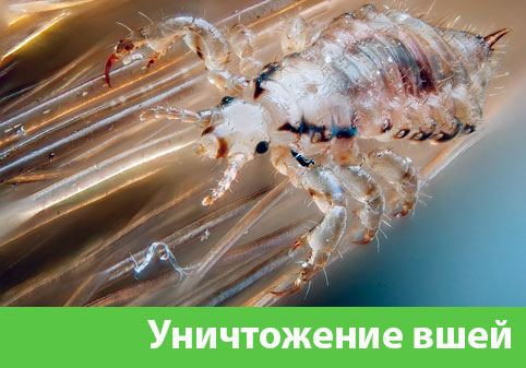 Уничтожение вшей в городе Бийск
